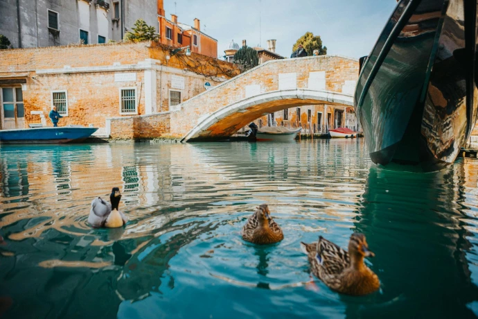 des canards sur une canal à Venise